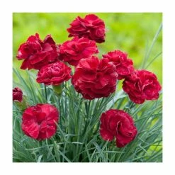 Dianthus Scented 'Passion' | 2L Pot