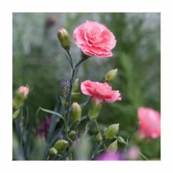 Dianthus Scented 'Romance' | 2L Pot