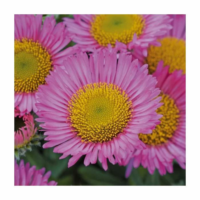 Erigeron 'Sea Breeze' | 3L Pot 3 Erigeron 'Sea Breeze' | 3L Pot