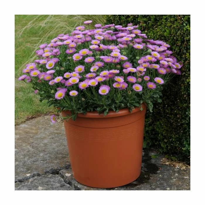 Erigeron 'Sea Breeze' | 3L Pot 4 Erigeron 'Sea Breeze' | 3L Pot - Image 2