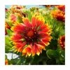 Gaillardia × grandiflora 'Sunset Flash' | Blanket Flower -Eventual Sales Store P50219 main image 5920