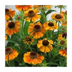 Helenium 'Short n Sassy' | 3L Pot -Eventual Sales Store P50220 add image 1 2da8