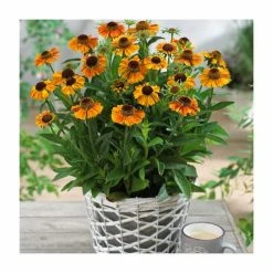 Helenium 'Short n Sassy' | 3L Pot -Eventual Sales Store P50220 rollover image 140d