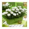 Leucanthemum 'Cloud Cumulus' | 3L Pot -Eventual Sales Store P50223 main image ed03