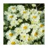 Leucanthemum 'Victorian Secret' | 3L Pot -Eventual Sales Store P50225 main image 3c4f