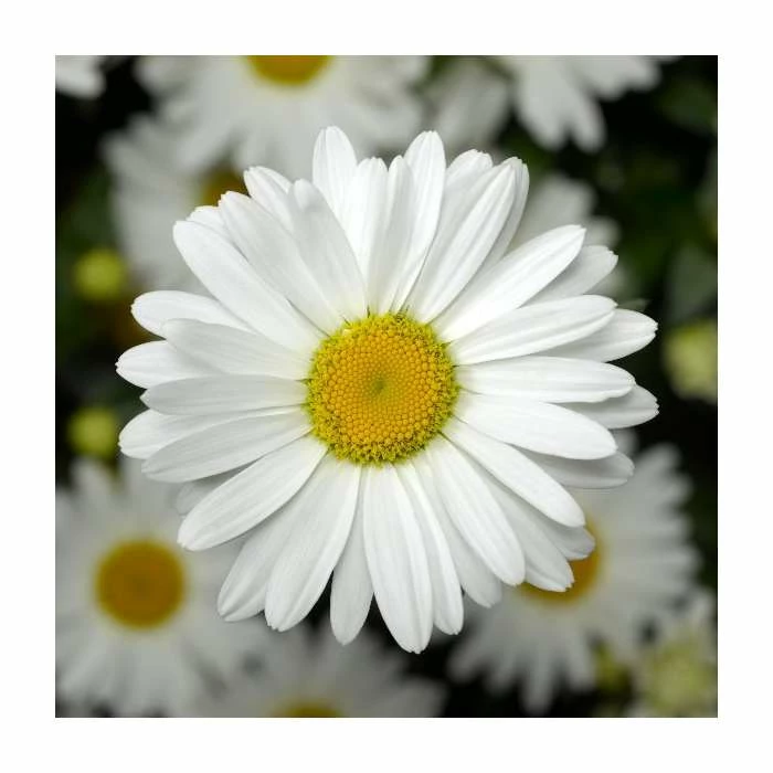 Leucanthemum 'Western Star Taurus' | 3L Pot 3 Leucanthemum 'Western Star Taurus' | 3L Pot