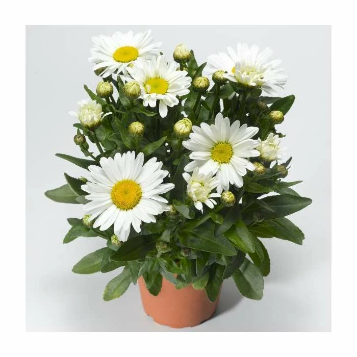 Leucanthemum 'Western Star Taurus' | 3L Pot 4 Leucanthemum 'Western Star Taurus' | 3L Pot - Image 2