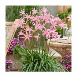 Amarine 'Belladiva' | 3L Pot