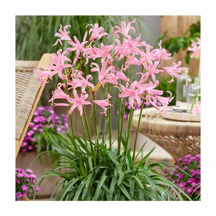 Amarine 'Belladiva' | 3L Pot 3 Amarine 'Belladiva' | 3L Pot