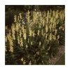 Digitalis 'Goldcrest' | 3L Pot