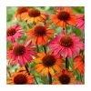 Echinacea 'Sunseekers Orange' | 3L Pot -Eventual Sales Store P50326 main image 2fee