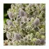 Eryngium 'Magical Blue Globe' | 3L Pot -Eventual Sales Store P50332 main image 9b7d