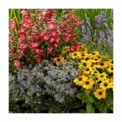 Eryngium 'Magical Blue Globe' | 3L Pot -Eventual Sales Store P50332 rollover image 16be