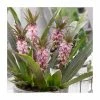 Eucomis 'Aloha Nani' | 3L Pot -Eventual Sales Store P50334 main image 7ddc