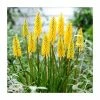 Kniphofia 'Banana Popsicle' | 3L Pot 2 Kniphofia 'Banana Popsicle' | 3L Pot -Eventual Sales Store P50336 main image 4637