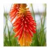 Kniphofia 'Papaya Popsicle' | 3L Pot 1 Kniphofia 'Papaya Popsicle' | 3L Pot -Eventual Sales Store P50339 main image 0410