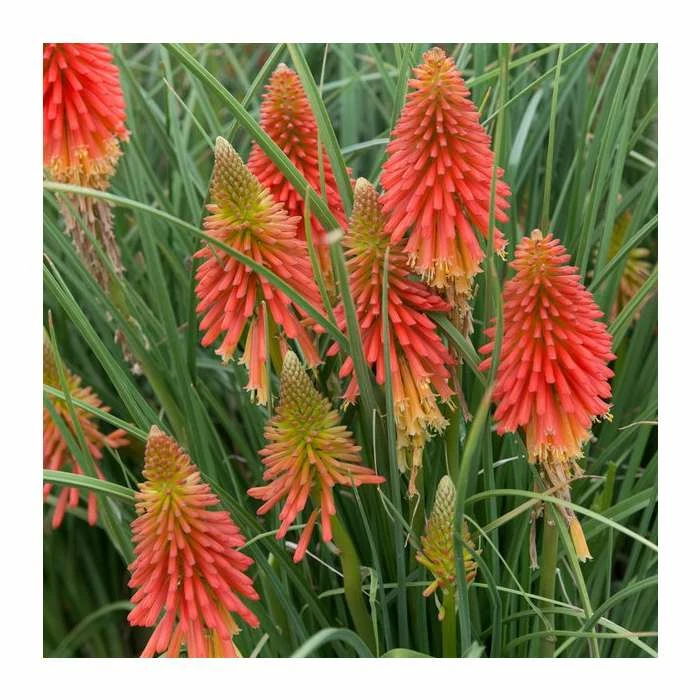 Kniphofia 'Papaya Popsicle' | 3L Pot 4 Kniphofia 'Papaya Popsicle' | 3L Pot - Image 2