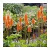 Kniphofia 'Pyromania Orange Blaze' | 3L Pot -Eventual Sales Store P50341 main image 09a6