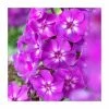 Phlox 'Purple Kiss' | 3L Pot -Eventual Sales Store P50349 main image 70f3
