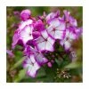 Phlox 'Sweet Summer Ditopur Purple Bicolour' | 3L Pot -Eventual Sales Store P50351 main image bb6b