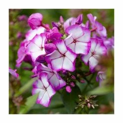 Phlox 'Sweet Summer Ditopur Purple Bicolour' | 3L Pot