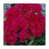 Phlox 'Sweet Summer Red' | 3L Pot -Eventual Sales Store P50355 main image 84c7