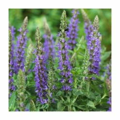 Salvia 'Sensation Deep Blue' | 3L Pot