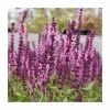 Salvia 'Sensation Deep Rose' | 3L Pot -Eventual Sales Store P50358 main image d29c