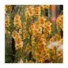 Verbascum 'Honey Dijon' | 3L Pot -Eventual Sales Store P50360 main image fedb