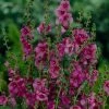 Verbascum 'Plum Smokey' | 3L Pot -Eventual Sales Store P50361 main image 1a20