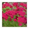 Achillea Millefolium ' Pomegranate Tutti Frutti' | 13cm Pot
