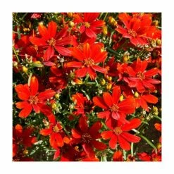 Coreopsis 'Sizzle & Spice Crazy Cayenne' | 13cm Pot
