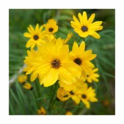 Helianthus 'Autumn Gold' | 13cm Pot