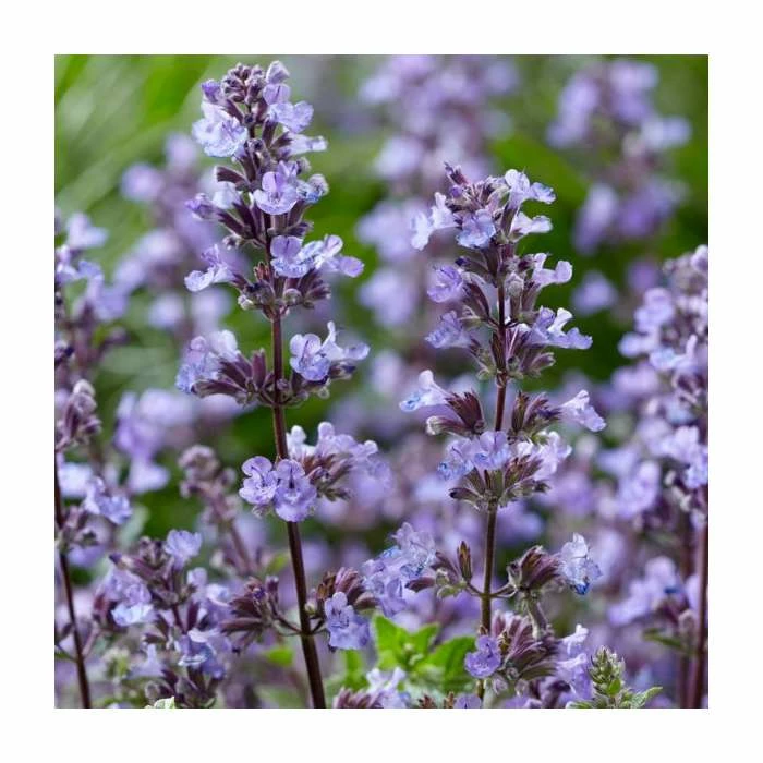 Nepeta 'Purrsian Blue' | 13cm Pot 3 Nepeta 'Purrsian Blue' | 13cm Pot