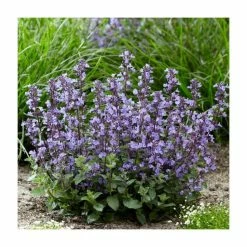 Nepeta 'Purrsian Blue' | 13cm Pot 5 Nepeta 'Purrsian Blue' | 13cm Pot -Eventual Sales Store P50405 rollover image 46ed
