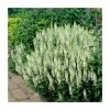 Salvia 'Bumblesnow' | 13cm Pot
