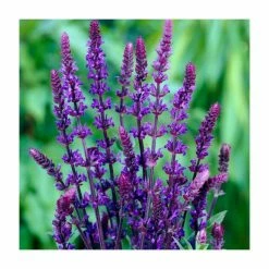 Salvia 'Merlau' | 13m Pot