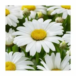 Leucanthemum 'Snow Lady' | 13m Pot