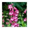 Penstemon 'Polaris' Rose | 3L Pot -Eventual Sales Store P50479 main image 6051