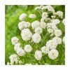 Achillea ptarmica 'The Pearl' | Sneezewort 1 Achillea ptarmica 'The Pearl' | Sneezewort -Eventual Sales Store P50480 main image 6c45