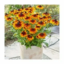 Rudbeckia 'Summerdaisies Bronze Bi-Colour' | Rudbeckia X Gaillardia | 3L Pot