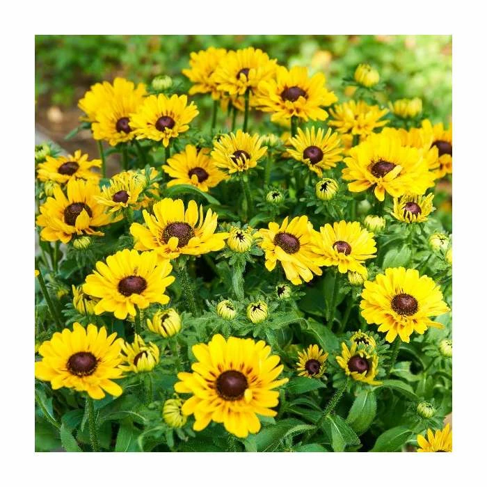 Rudbeckia 'Summerdaisies Choco Sun' | Rudbeckia X Gaillardia | 3L Pot 3 Rudbeckia 'Summerdaisies Choco Sun' | Rudbeckia X Gaillardia | 3L Pot
