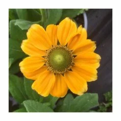 Rudbeckia 'Summerdaisies Yellow' | Rudbeckia X Gaillardia | 3L Pot 7 Rudbeckia 'Summerdaisies Yellow' | Rudbeckia X Gaillardia | 3L Pot -Eventual Sales Store P50490 add image 1 fa71