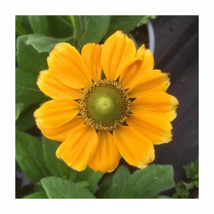 Rudbeckia 'Summerdaisies Yellow' | Rudbeckia X Gaillardia | 3L Pot 5 Rudbeckia 'Summerdaisies Yellow' | Rudbeckia X Gaillardia | 3L Pot - Image 3