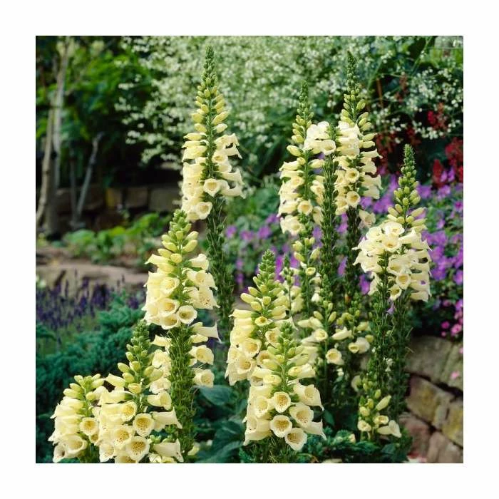 Long & Tall Perennials Collection | 3x 9cm Pots 5 Long & Tall Perennials Collection | 3x 9cm Pots - Image 3