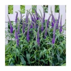 Long & Tall Perennials Collection | 3x 9cm Pots 9 Long & Tall Perennials Collection | 3x 9cm Pots -Eventual Sales Store PCOL10 add image 3 b8c8