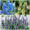 Long & Tall Perennials Collection | 3x 9cm Pots 2 Long & Tall Perennials Collection | 3x 9cm Pots -Eventual Sales Store PCOL10 main image f436