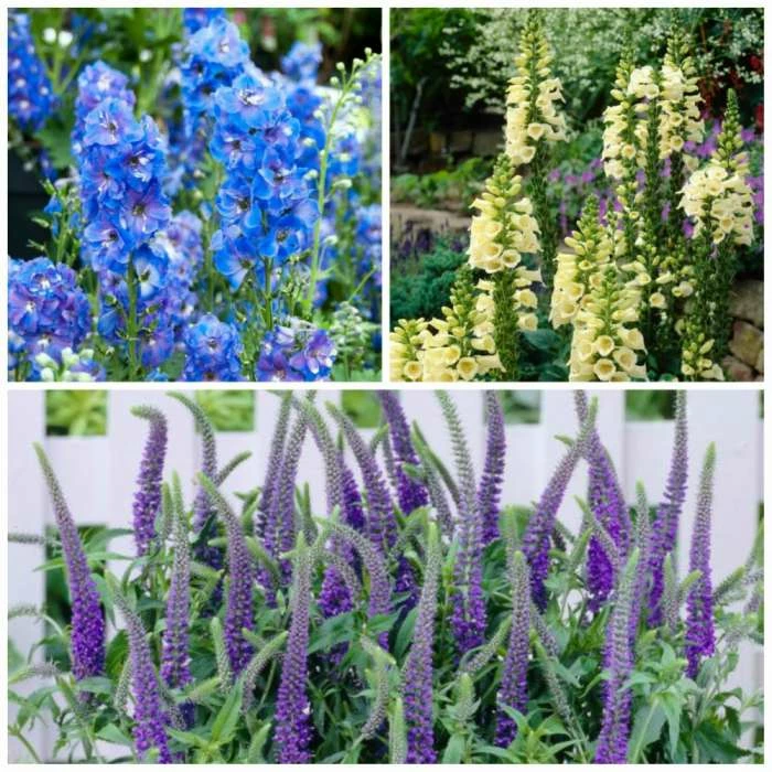 Long & Tall Perennials Collection | 3x 9cm Pots 3 Long & Tall Perennials Collection | 3x 9cm Pots