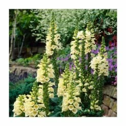 Digitalis Grandiflora 'Dwarf Carillion' | Foxglove