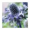 Eryngium 'Blue Hobbit' | 10.5cm Pot -Eventual Sales Store PL00096 main image 4a57